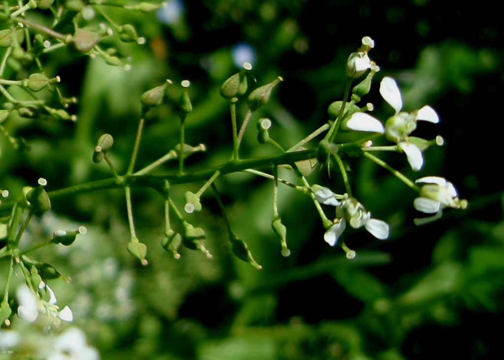 Lepidium draba ( =Cardaria draba) / Cocola, lattona